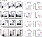 Fig.3.A showing Flow cytometry/Cell sorting in a Mus musculus (House mouse) sample from the publication: Targeting EZH2 histone methyltransferase activity alleviates experimental intestinal inflammation.