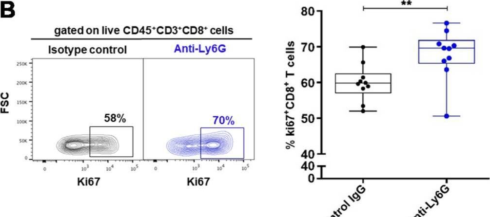 Fig.4.B showing Flow cytometry/Cell sorting from the publication: Tumor-Associated Neutrophils Dampen Adaptive Immunity and Promote Cutaneous Squamous Cell Carcinoma Development.