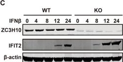 Fig.3.C showing Western Blotting from the publication: The zinc-finger protein ZC3H10 suppresses type I interferon responses during viral infection by repressing interferon-stimulated gene promoters.