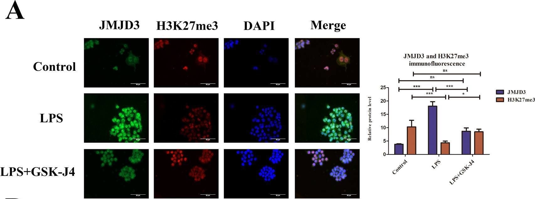 Fig.4.A showing Immunocytochemistry-immunofluorescence from the publication: H3K27 tri-demethylase JMJD3 inhibits macrophage apoptosis by promoting ADORA2A in lipopolysaccharide-induced acute lung injury.