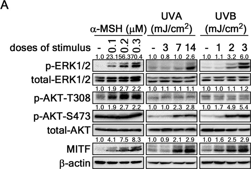Fig.1.A showing Western Blotting in a Mus musculus (House mouse) sample from the publication: Ribosomal S6 kinase 2-forkhead box protein O4 signaling pathway plays an essential role in melanogenesis.
