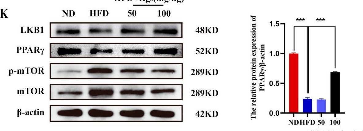 Fig.2.K showing Western Blotting in a Mus musculus (House mouse) sample from the publication: Ginsenoside Rg5 Activates the LKB1/AMPK/mTOR Signaling Pathway and Modifies the Gut Microbiota to Alleviate Nonalcoholic Fatty Liver Disease Induced by a High-Fat Diet.
