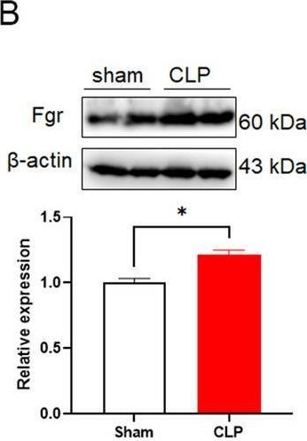 Fig.1.B showing Western Blotting from the publication: An Fgr kinase inhibitor attenuates sepsis-associated encephalopathy by ameliorating mitochondrial dysfunction, oxidative stress, and neuroinflammation via the SIRT1/PGC-1α signaling pathway.
