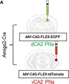Fig.4.A from the publication: Anatomical topology of extrahippocampal projections from dorsoventral CA pyramidal neurons in mice.