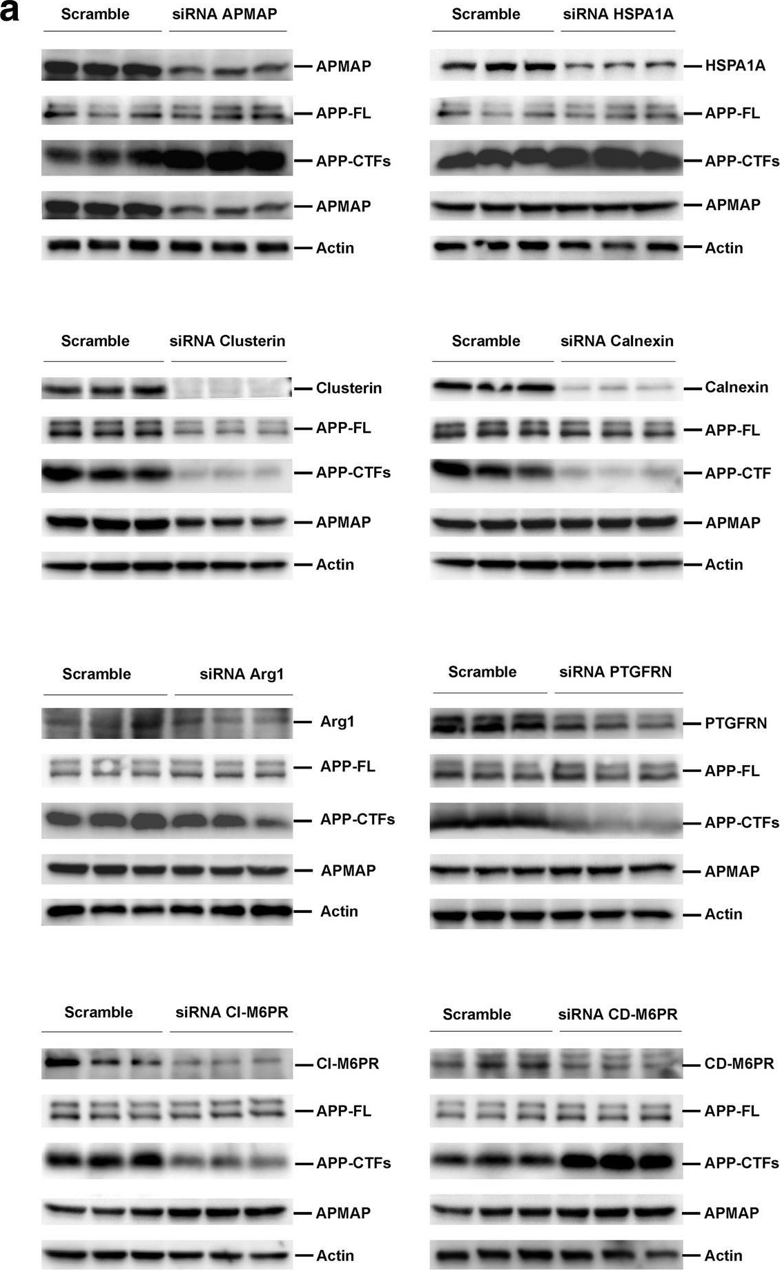 Fig.4.A showing Western Blotting in a Mus musculus (House mouse) sample from the publication: The APMAP interactome reveals new modulators of APP processing and beta-amyloid production that are altered in Alzheimer's disease.