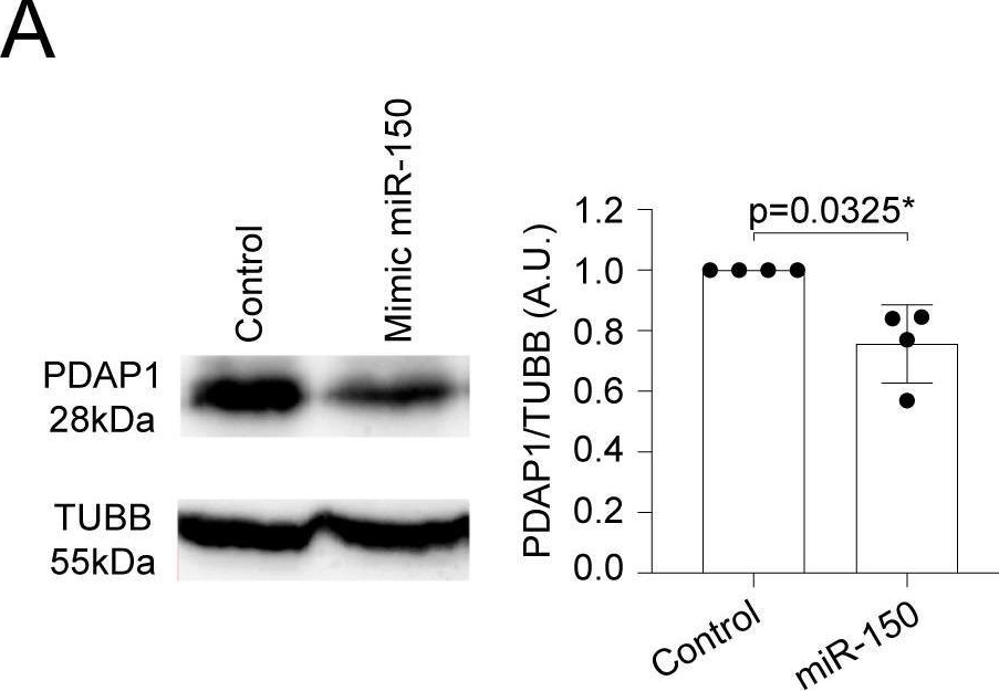 Fig.3.A showing Western Blotting from the publication: RFX transcription factors control a miR-150/PDAP1 axis that restrains the proliferation of human T cells.