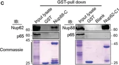 Fig.6.C showing Western Blotting from the publication: Overexpressed Nup88 stabilized through interaction with Nup62 promotes NF-κB dependent pathways in cancer.