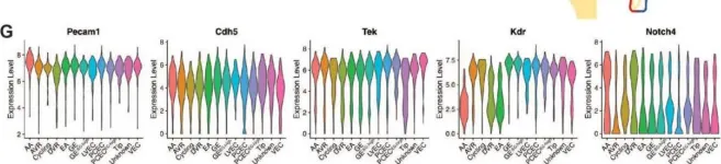 Fig.1.G showing Flow cytometry/Cell sorting in a Mus musculus (House mouse) sample from the publication: Renal Endothelial Single-Cell Transcriptomics Reveals Spatiotemporal Regulation and Divergent Roles of Differential Gene Transcription and Alternative Splicing in Murine Diabetic Nephropathy.