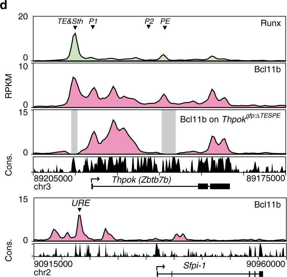 Fig.1.D showing Chromatin immunoprecipitation in a Mus musculus (House mouse) sample from the publication: Priming of lineage-specifying genes by Bcl11b is required for lineage choice in post-selection thymocytes.