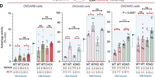 Fig.6.D from the publication: Claudin-4 Modulates Autophagy via SLC1A5/LAT1 as a Mechanism to Regulate Micronuclei.