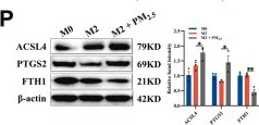 Fig.2.P showing Western Blotting in a Homo sapiens (Human) sample from the publication: Targeting the Fra2/LCN2 axis attenuates PM2.5-aggravated asthma by suppressing M2 macrophage ferroptosis.
