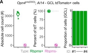 Fig.3.A from the publication: Defining spatial nonuniformities of all ipRGC types using an improved Opn4cre recombinase mouse line.