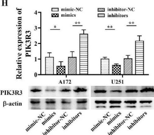 Fig.6.H showing Western Blotting from the publication: Circ_0021350 plays an oncogene role by regulating miR-1207-3p/PIK3R3 in glioblastoma.