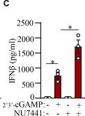 Fig.2.C from the publication: DNA-PK interacts with cyclic dinucleotides and inhibits type I interferon responses.