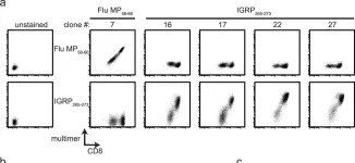 Fig.4.A showing Flow cytometry/Cell sorting from the publication: CD8+ T cells specific for the islet autoantigen IGRP are restricted in their T cell receptor chain usage.
