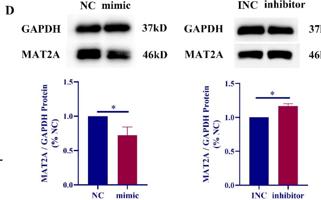 Fig.3.D showing Western Blotting from the publication: Circ-ERC2 Is Involved in Melatonin Synthesis by Regulating the miR-125a-5p/MAT2A Axis.