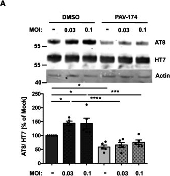 Fig.3.A showing Western Blotting from the publication: Oxidized MIF is an Alzheimer's disease drug target relaying external risk factors to tau pathology.
