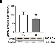 Fig.6.E showing Western Blotting from the publication: Early pathological changes in the liver and kidney of non-obese diabetic (NOD) mice: involvement of iron accumulation and ferroptosis.