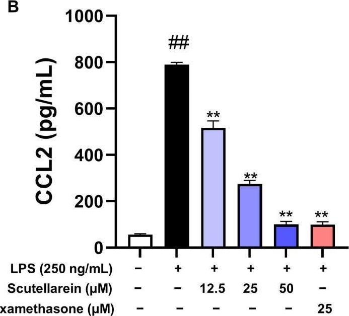 Fig.3.B showing Enzyme-linked immunosorbent assay from the publication: Scutellarein Suppresses the Production of ROS and Inflammatory Mediators of LPS-Activated Bronchial Epithelial Cells and Attenuates Acute Lung Injury in Mice.