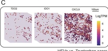 Fig.6.C showing Immunohistochemistry from the publication: TDO2-Associated Tryptophan Metabolism Correlates with Impaired Tertiary Lymphoid Structure Maturation and Reduced B Cell Class Switching in Breast Cancer.