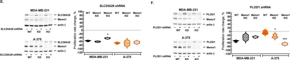 Fig.2.E,F showing Western Blotting in a Homo sapiens (Human) sample from the publication: MEMO1 binds iron and modulates iron homeostasis in cancer cells.