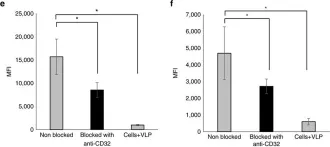 Fig.2.E showing Blocking experiments in a Homo sapiens (Human) sample from the publication: Extinct type of human parvovirus B19 persists in tonsillar B cells.