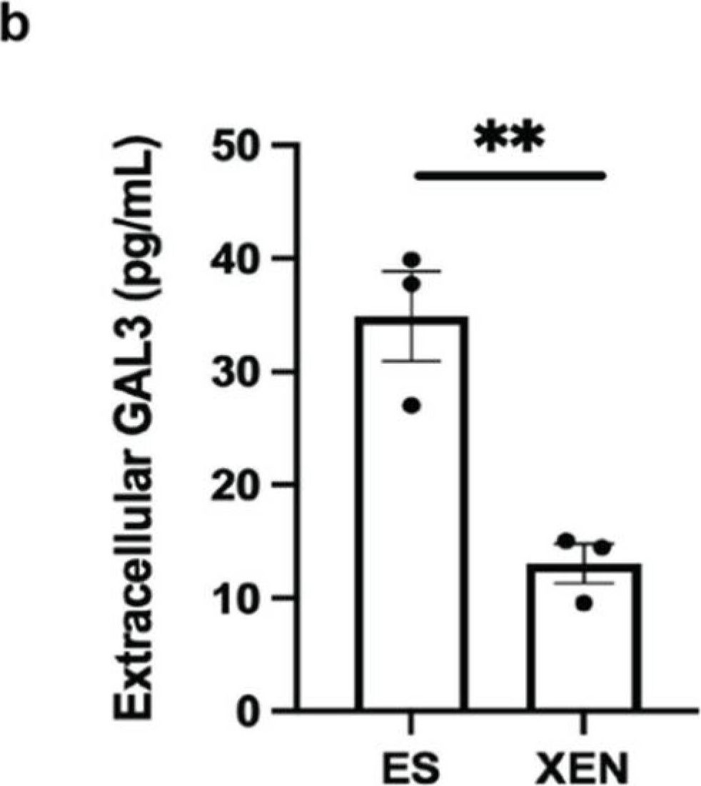 Fig.4.B showing Enzyme-linked immunosorbent assay in a Mus musculus (House mouse) sample from the publication: O-GlcNAcylation and Regulation of Galectin-3 in Extraembryonic Endoderm Differentiation.