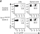 Fig.2.A showing Flow cytometry/Cell sorting in a Mus musculus (House mouse) sample from the publication: Satb1 regulates the effector program of encephalitogenic tissue Th17 cells in chronic inflammation.
