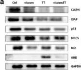 Fig.4.A showing Western Blotting from the publication: ViscumTT induces apoptosis and alters IAP expression in osteosarcoma in vitro and has synergistic action when combined with different chemotherapeutic drugs.