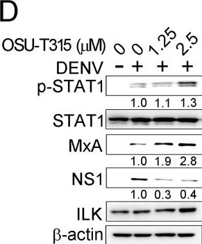 Fig.3.D showing Western Blotting from the publication: Negative regulation of type I interferon signaling by integrin-linked kinase permits dengue virus replication.