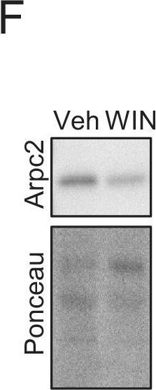 Fig.3.F showing Western Blotting in a Rattus norvegicus (Rat) sample from the publication: CB1-receptor-mediated inhibitory LTD triggers presynaptic remodeling via protein synthesis and ubiquitination.