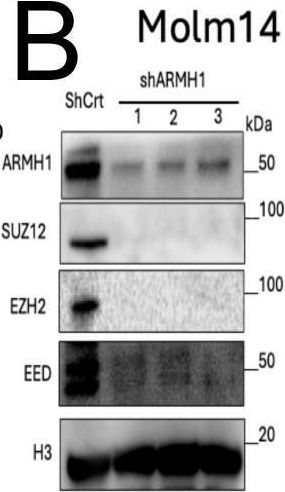 Fig.5.B showing Western Blotting in a Homo sapiens (Human) sample from the publication: ARMH1 is a novel marker associated with poor pediatric AML outcomes that affect the fatty acid synthesis and cell cycle pathways.