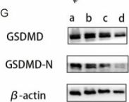 ニンニン☆ ‼️ Gasdermin D (E8G3F) Rabbit Monoclonal Antibody | Cell Signaling