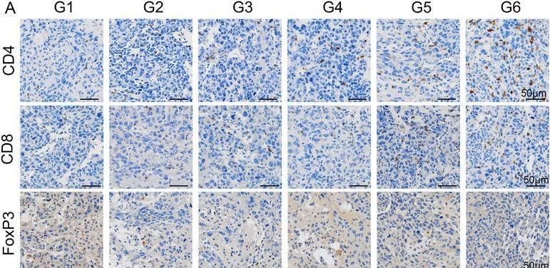 Fig.7.A showing Immunohistochemistry in a Mus musculus (House mouse) sample from the publication: Engineered brain-targeting exosome for reprogramming immunosuppressive microenvironment of glioblastoma.