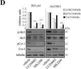 Fig.2.D showing Western Blotting in a Homo sapiens (Human) sample from the publication: Statin-Sensitive Akt1/Src/Caveolin-1 Signaling Enhances Oxidative Stress Resistance in Rhabdomyosarcoma.