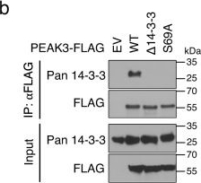 Fig.5.B showing Western Blotting in a Homo sapiens (Human) sample from the publication: Structural insights into regulation of the PEAK3 pseudokinase scaffold by 14-3-3.