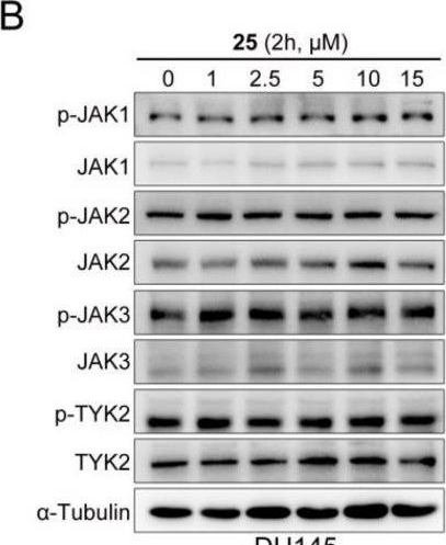 Fig.4.B showing Western Blotting in a Homo sapiens (Human) sample from the publication: A Novel Ageladine A Derivative Acts as a STAT3 Inhibitor and Exhibits Potential Antitumor Effects.