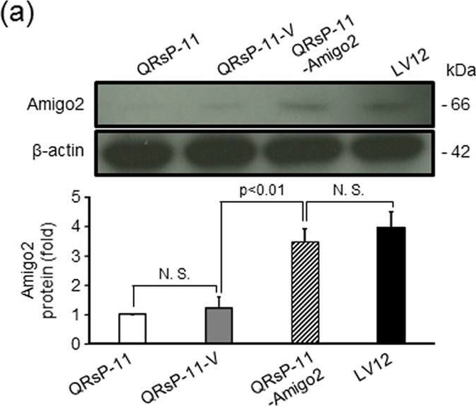 Fig.5.A showing Western Blotting from the publication: Amigo2-upregulation in Tumour Cells Facilitates Their Attachment to Liver Endothelial Cells Resulting in Liver Metastases.