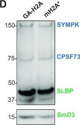Fig.3.D showing Western Blotting in a Homo sapiens (Human) sample from the publication: Human histone pre-mRNA assembles histone or canonical mRNA-processing complexes by overlapping 3'-end sequence elements.
