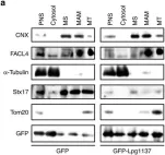 Fig.3.A showing Western Blotting in a Mus musculus (House mouse) sample from the publication: Legionella effector Lpg1137 shuts down ER-mitochondria communication through cleavage of syntaxin 17.