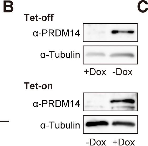Fig.1.B showing Western Blotting in a Mus musculus (House mouse) sample from the publication: PRDM14 Drives OCT3/4 Recruitment via Active Demethylation in the Transition from Primed to Naive Pluripotency.