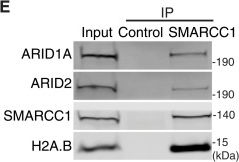 Fig.2.E showing Western Blotting from the publication: Nonchromatin regulatory functions of the histone variant H2A.B in SWI/SNF genomic deposition.
