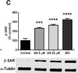 Fig.4.C showing Western Blotting in a Mus musculus (House mouse) sample from the publication: Guggulsterone Activates Adipocyte Beiging through Direct Effects on 3T3-L1 Adipocytes and Indirect Effects Mediated through RAW264.7 Macrophages.