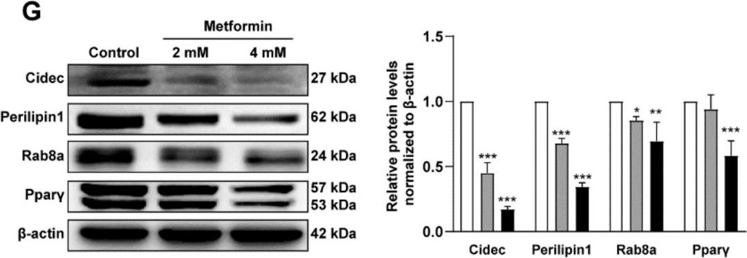 Metformin Inhibits Lipid Droplets Fusion and Growth via Reduction in Cidec and Its Regulatory Factors in Rat Adipose-Derived Stem Cells.