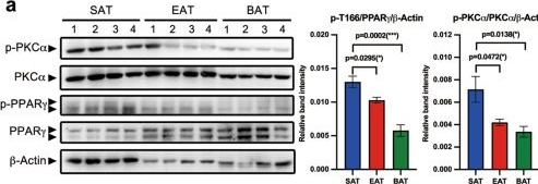 Fig.2.A showing Western Blotting in a Mus musculus (House mouse) sample from the publication: Blockage of PPARγ T166 phosphorylation enhances the inducibility of beige adipocytes and improves metabolic dysfunctions.