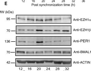 Fig.1.E showing Western Blotting in a Mus musculus (House mouse) sample from the publication: PRC2-EZH1 contributes to circadian gene expression by orchestrating chromatin states and RNA polymerase II complex stability.