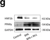 Fig.6.G showing Western Blotting from the publication: Gestational bisphenol A exposure induces fatty liver development in male offspring mice through the inhibition of HNF1b and upregulation of PPARγ.
