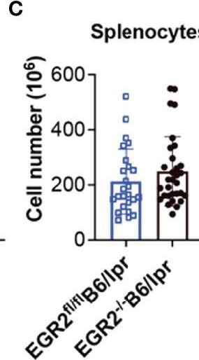 Fig.1.C from the publication: EGR2 Deletion Suppresses Anti-DsDNA Autoantibody and IL-17 Production in Autoimmune-Prone B6/lpr Mice: A Differential Immune Regulatory Role of EGR2 in B6/lpr Versus Normal B6 Mice.