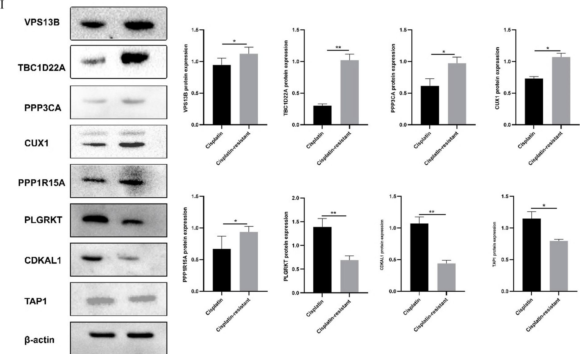 Fig.10.I showing Western Blotting in a Homo sapiens (Human) sample from the publication: Identification and validation of genes associated with prognosis of cisplatin-resistant ovarian cancer.