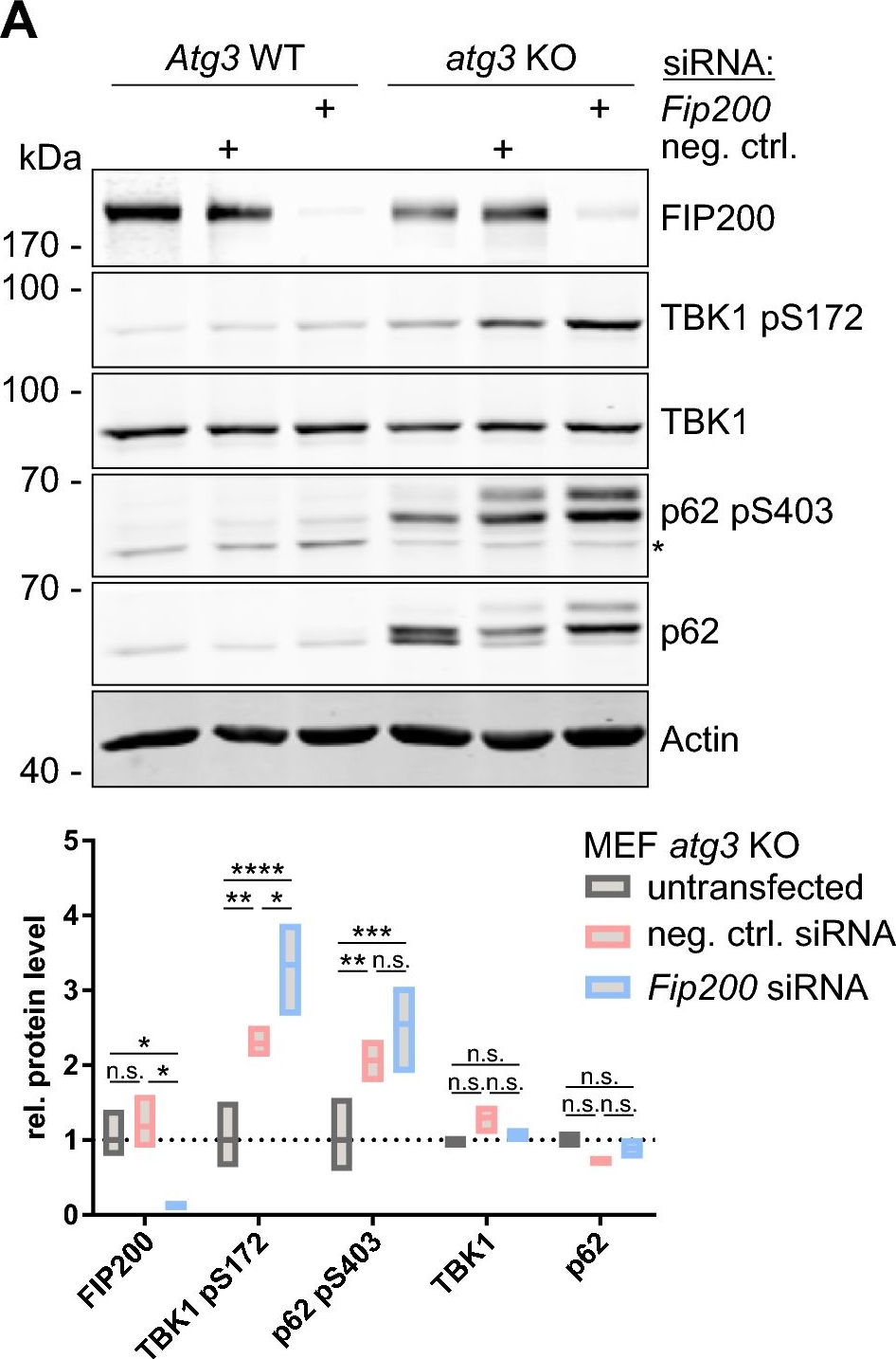 FIP200 controls the TBK1 activation threshold at SQSTM1/p62-positive condensates.